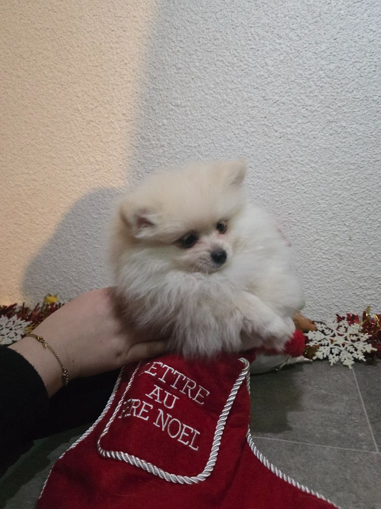 Des Rives Du Lugano - Chiot disponible  - Spitz allemand