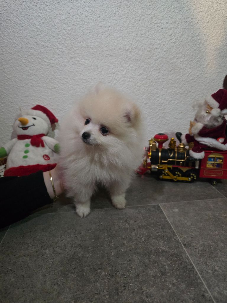 Des Rives Du Lugano - Chiot disponible  - Spitz allemand