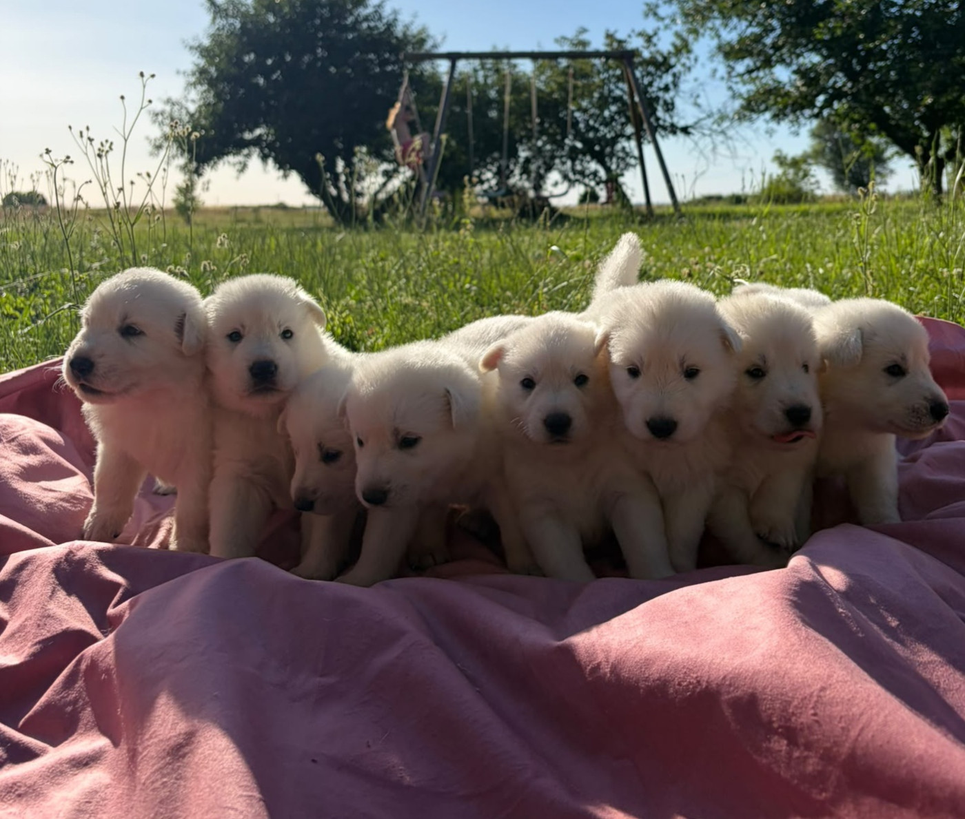 Chiot Berger Blanc Suisse Des Rives Du Lugano