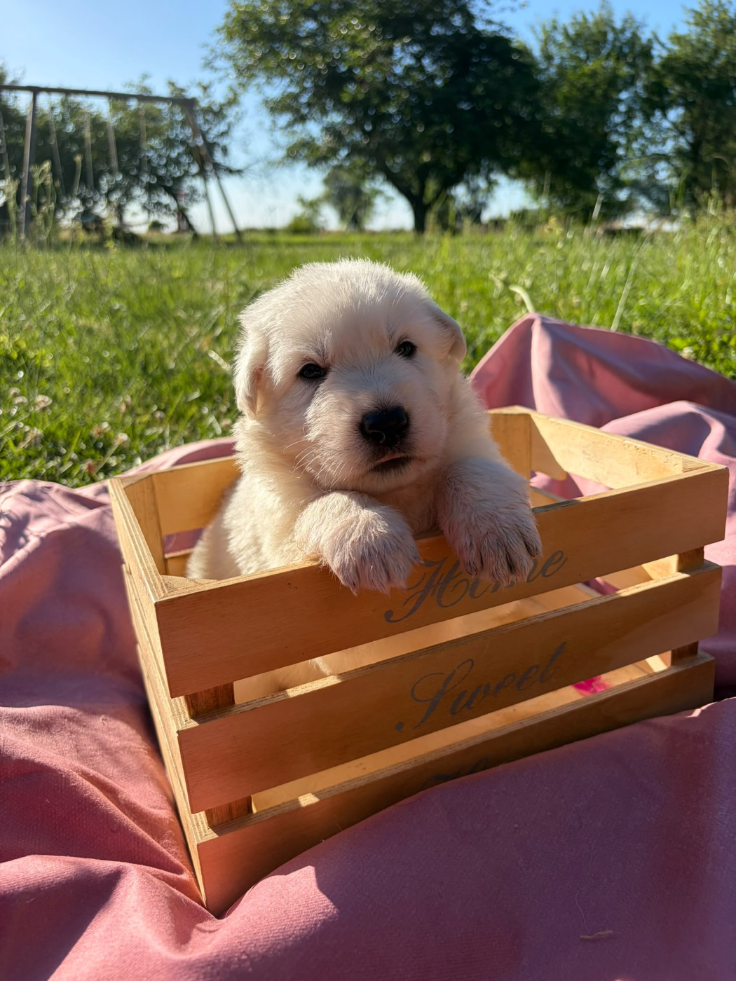 Des Rives Du Lugano - Chiots disponibles - Berger Blanc Suisse