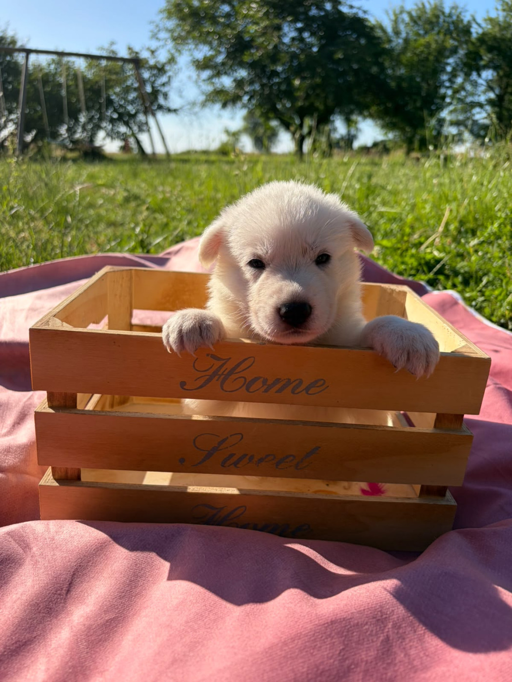 Des Rives Du Lugano - Chiots disponibles - Berger Blanc Suisse
