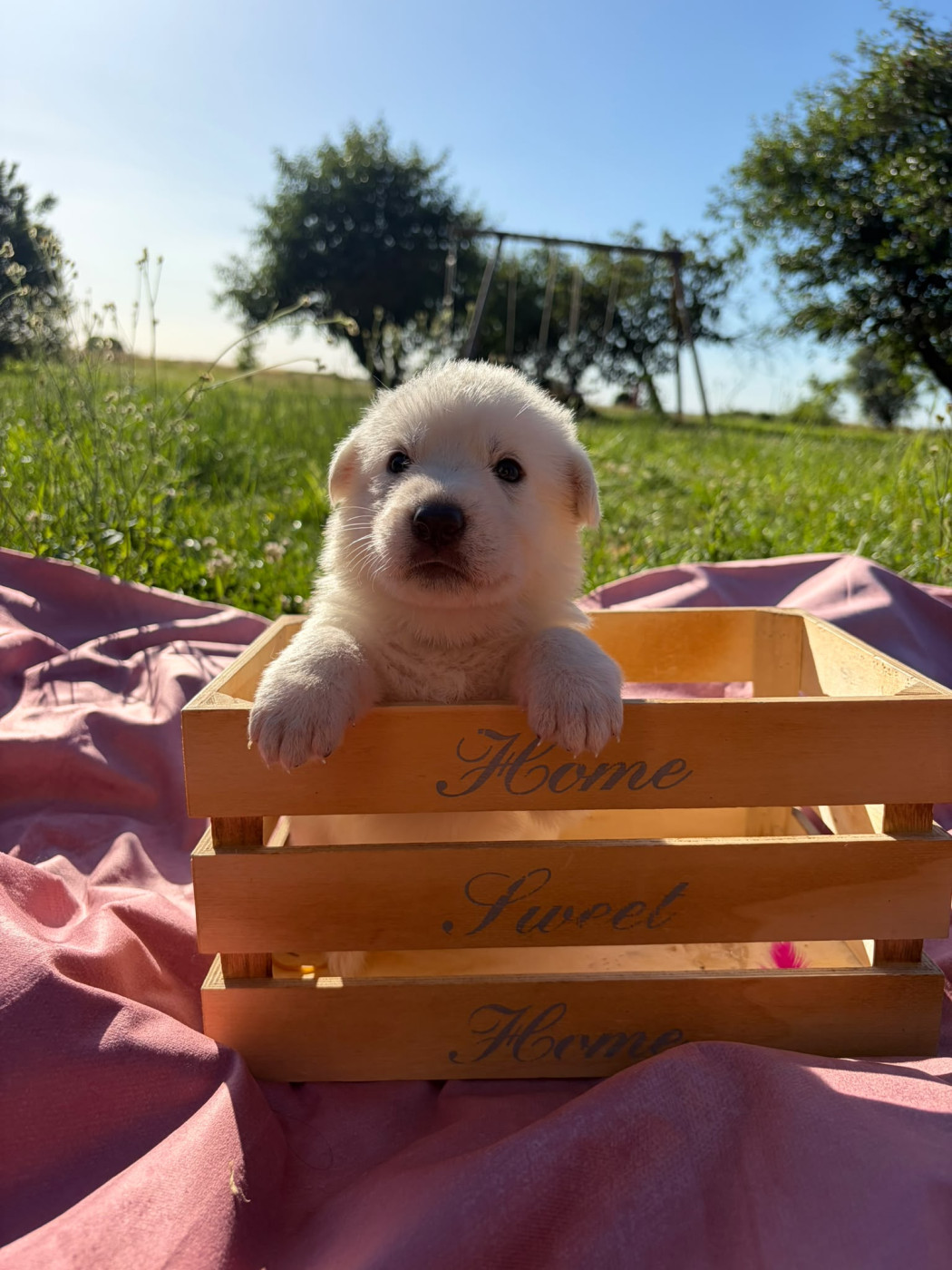 Des Rives Du Lugano - Chiots disponibles - Berger Blanc Suisse