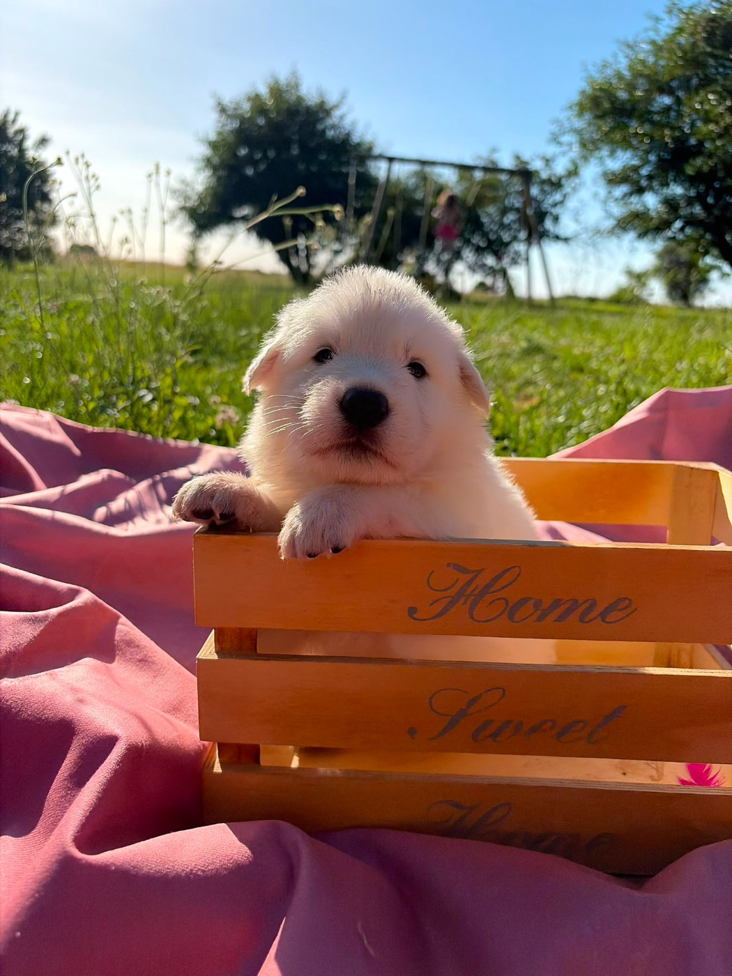 Des Rives Du Lugano - Chiots disponibles - Berger Blanc Suisse