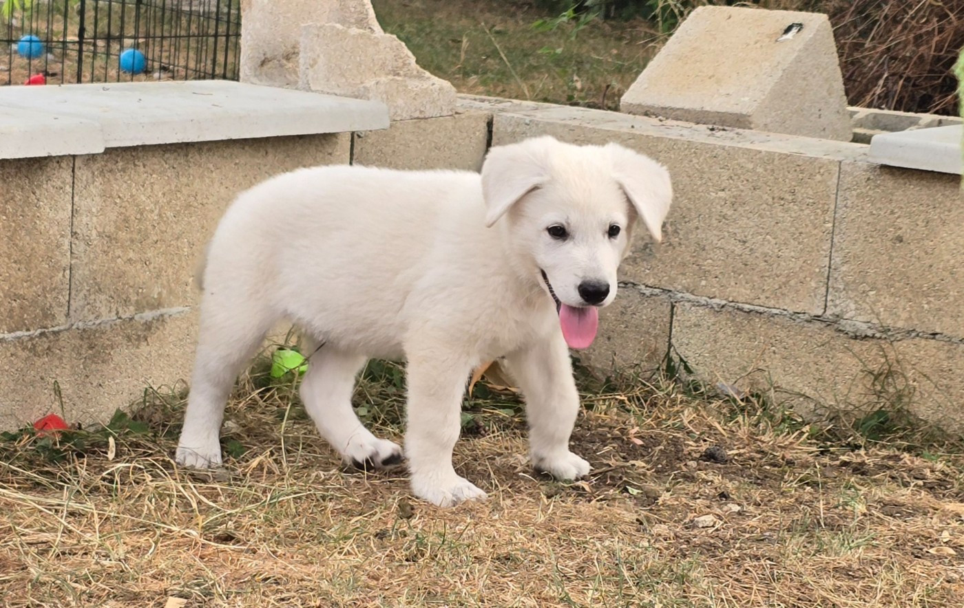 Des Rives Du Lugano - Chiots disponibles - Berger Blanc Suisse