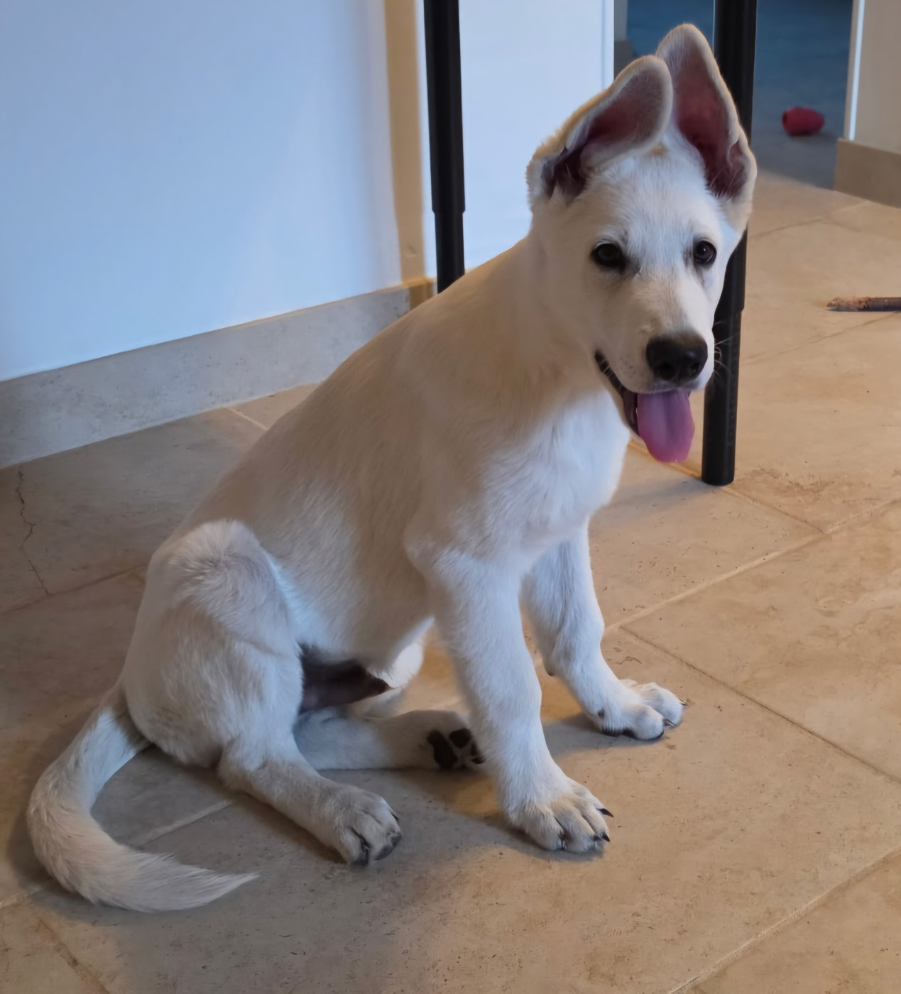 Des Rives Du Lugano - Chiots disponibles - Berger Blanc Suisse