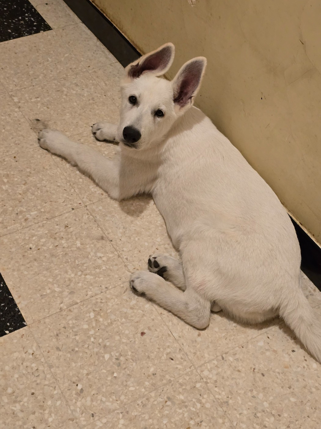 Des Rives Du Lugano - Chiots disponibles - Berger Blanc Suisse