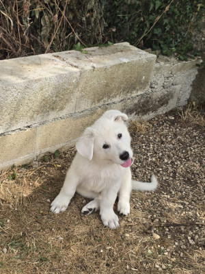 Balou