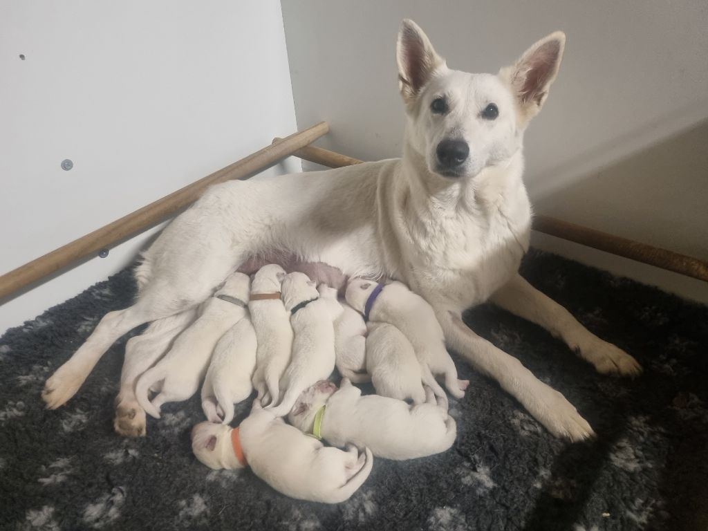 Des Rives Du Lugano - Berger Blanc Suisse - Portée née le 21/02/2024